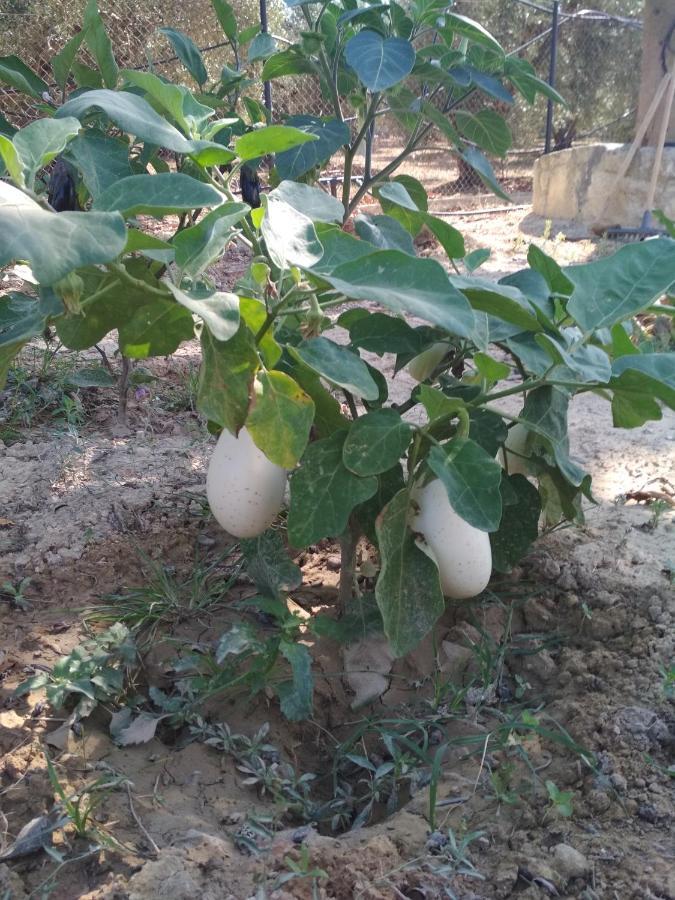 Eden Garden *