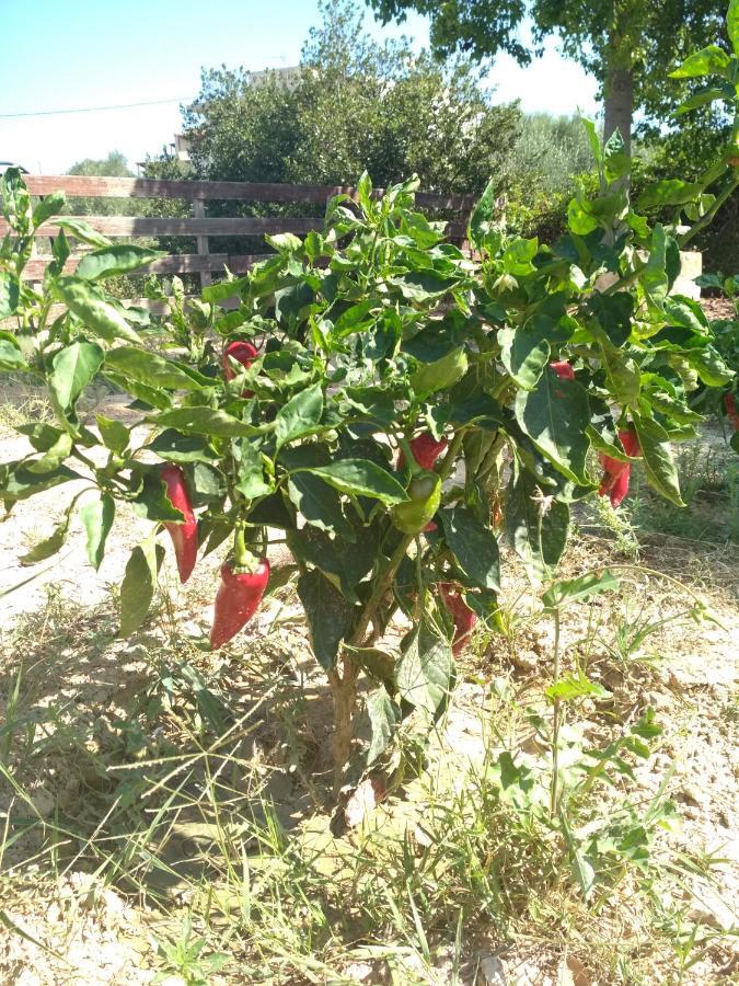 Eden Garden Near Knossos Landhuis